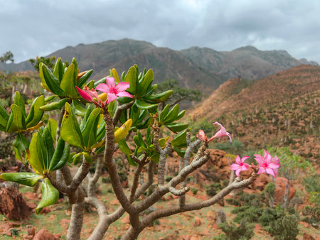 endemic plants Adenium obesum socotranum by the sea on a rockの写真素材