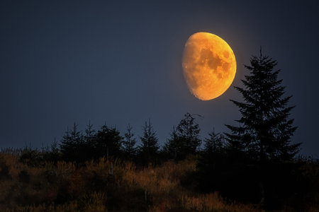 waning moon above the treesの写真素材