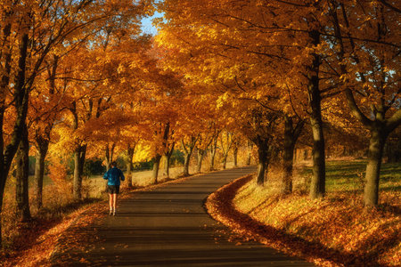 Runner on the road in an alley of maple trees at sunset in autumn with fallen leavesの写真素材