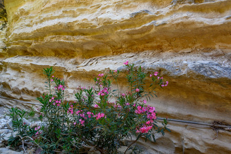 view of rocks, flowers and waterの写真素材