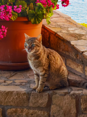 cat on the stairs with a flower potの写真素材
