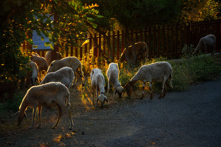 View of grazing goats near Peristerona at sunrise in northern Cyprusの写真素材