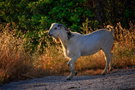 View of grazing goats near Peristerona at sunrise in northern Cyprusの写真素材