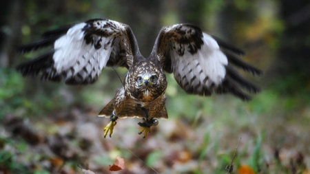 Peregrine Falcon - Falco peregrinus in flight in autumn in SLovakia