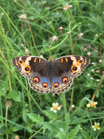 butterflies