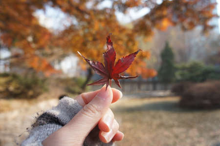 Hand and Mable leafの写真素材