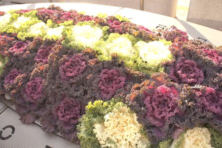 Vegetable Gardenの写真素材