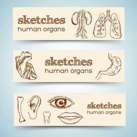 human organs in sketches style set. Vector illustration vertical bannersのイラスト素材