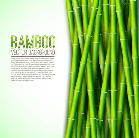 Bamboo  background concept. Vector illustrationのイラスト素材