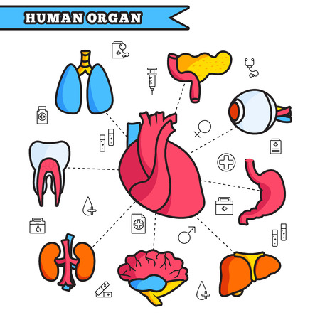 Human organ thin line illustration concept set designのイラスト素材