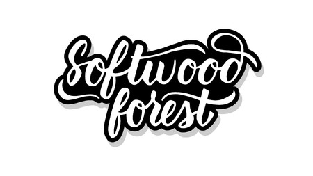 Softwood forest calligraphy template text for your design illustration concept. Handwritten lettering title vector words on white isolatedのイラスト素材