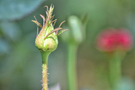 rose is about to bloom, background bokeh modelの写真素材