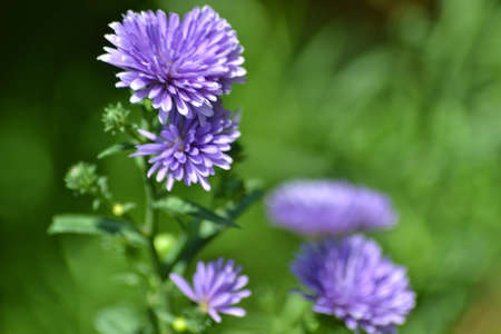 purple daisies, beautiful tropical flowers, bokeh backgroundの写真素材