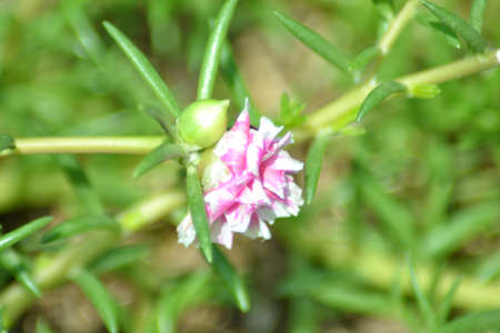 Tropical small flower portulaca, bokeh backgroundの写真素材