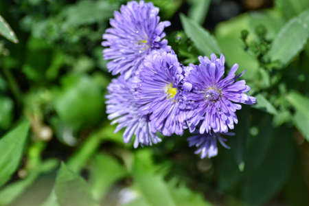 purple daisies, beautiful tropical flowers, bokeh backgroundの写真素材