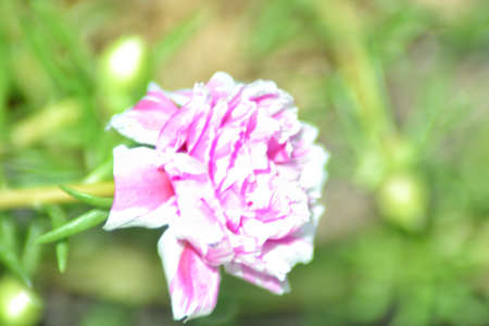 Tropical small flower portulaca, bokeh backgroundの写真素材