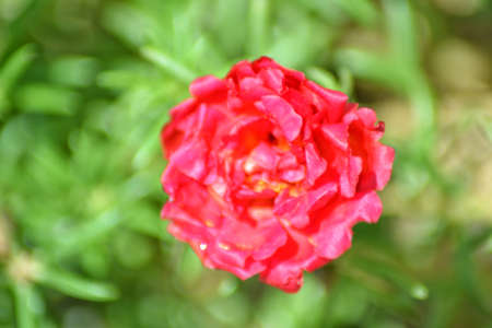 Tropical small flower portulaca, bokeh backgroundの写真素材
