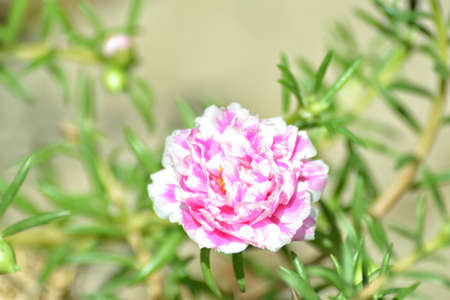 Tropical small flower portulaca, bokeh backgroundの写真素材