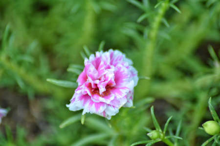 Tropical small flower portulaca, bokeh backgroundの写真素材