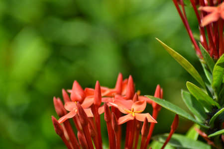 tropical soka java flowers, with a bokeh backgroundの写真素材