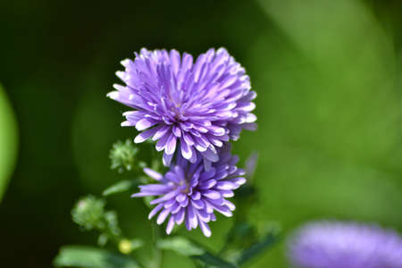 purple daisies, beautiful tropical flowers, bokeh backgroundの写真素材