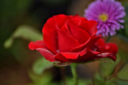 fresh topis roses, bokeh backgroundの写真素材