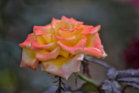 fresh topis roses, bokeh backgroundの写真素材