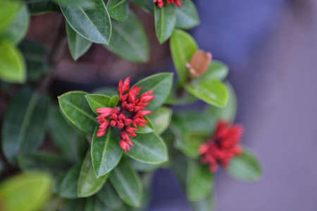 soka flower, beautiful tropical flower, background bokehの写真素材