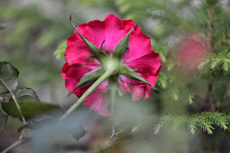 fresh topis roses, bokeh backgroundの写真素材