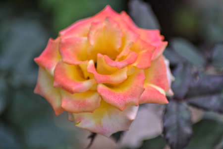 fresh topis roses, bokeh backgroundの写真素材