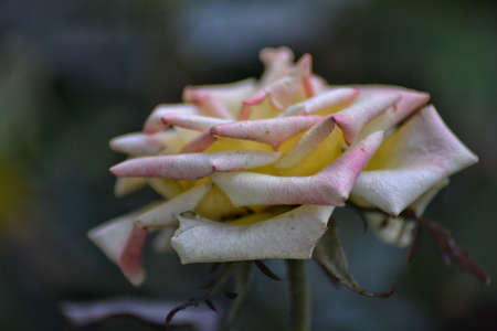 fresh topis roses, bokeh backgroundの写真素材