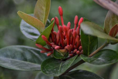 soka flower, beautiful tropical flower, background bokehの写真素材