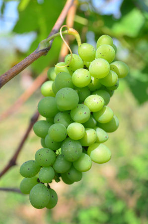 Sweet and tasty white grape bunchの写真素材