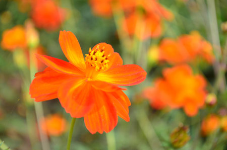orange cosmos flower.の写真素材