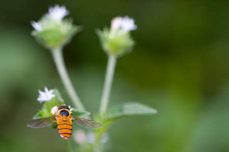 Bees are flying insects closely related to wasps and ants, known for their role in pollination and, in the case of the best-known bee species, the western honey bee, for producing honey. Bees are a moの写真素材