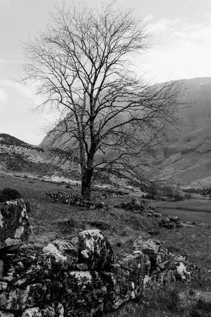 Alone tree in the pastureの写真素材