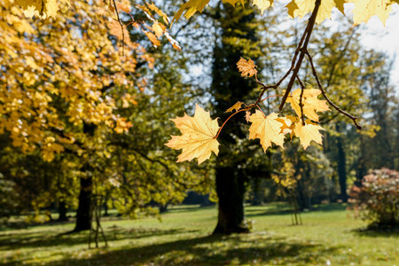 Leaf of maple
