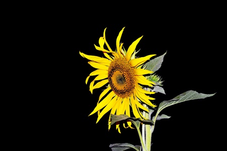 sunflowerの写真素材