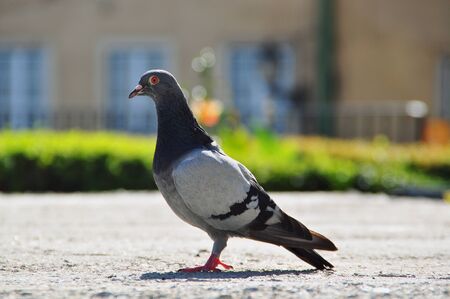 Pidgeonの写真素材