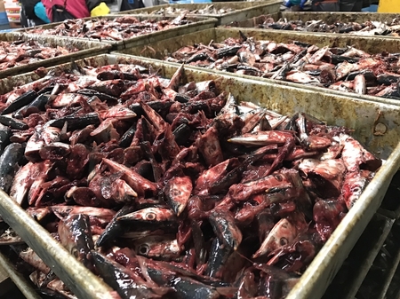 fish foodの写真素材