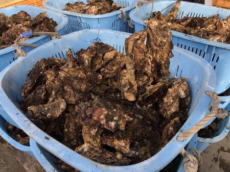 oyster Japanの写真素材