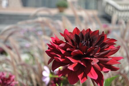 Dahliaの写真素材