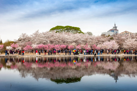 Cherry blossom in Beijing Yuyuan Lake Parkのeditorial素材
