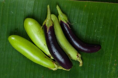 Eggplant or aubergineの写真素材