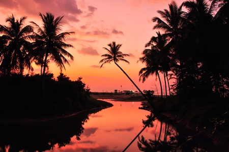 Coconut palms on sand beach in the eveningの写真素材
