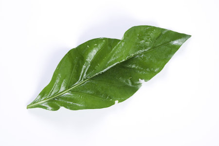 fresh green leaves