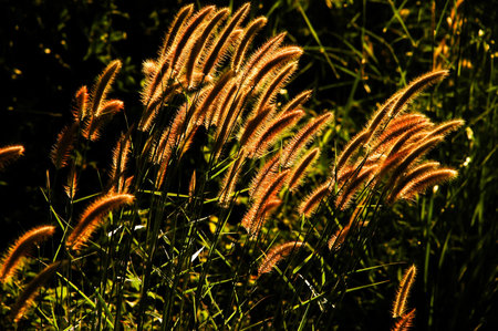 grass flower in the golden light