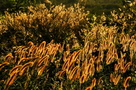 grass flower in the golden lightの写真素材