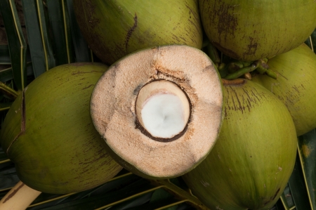 Fresh coconut on coconut leavesの写真素材