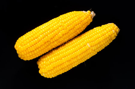 Ripe corn on a black background